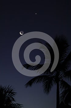Crescent moon over palm trees in Dominican Republic