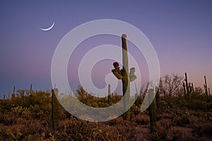 Crescent moon over Saguaro cactus in Arizona