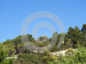 Crescent over a forest at day