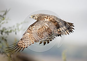 Crescent serpent eagle