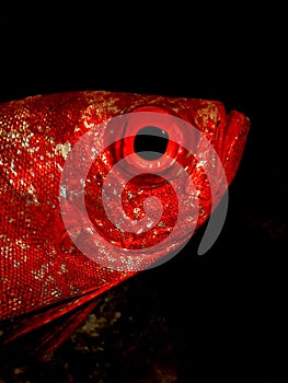 Crescent tail Bigeye