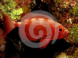 Crescent tail Bigeye