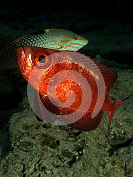 Crescent tail Bigeye