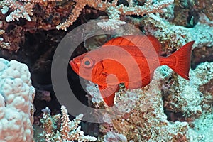 Crescent-tail Bigeye fish