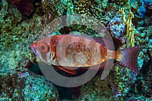 Crescent- tail  Bigeye fish from Red sea ,Egypt
