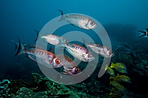 Crescent-tail Bigeye fish swimming together.