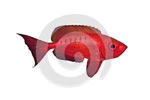 Crescent-tail Bigeye isolated