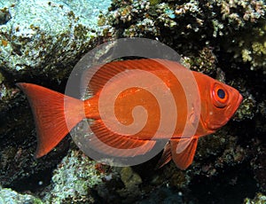 Crescent-tail bigeye, Priacanthus hamrur at Shelenyat Reef