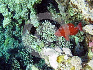 Crescent-tail bigeye and sailfin tang among corals 1601