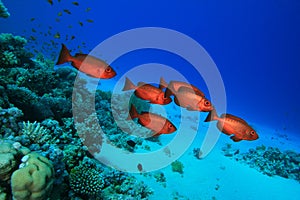 Crescent-tail Bigeyes