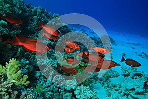 Crescent-tail Bigeyes