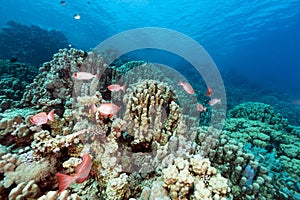 Crescent-tail bigeyes and tropical reef in the Red Sea.