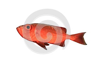 Crescent-tailed Bigeye