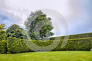 Crescent thuja hedge in a garden with trees and a green lawn.