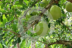 Crescentia cujete fruit, also called Calabash tree or mojo, Bali, Indonesia