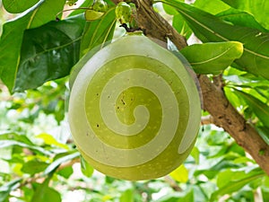 Crescentia Cujete Tree