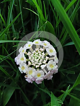Crespo flower Indian beauty photo