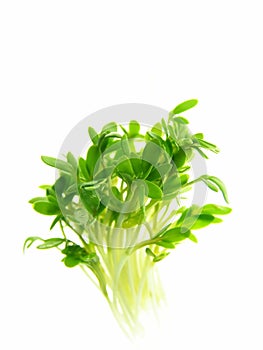 Cress photo