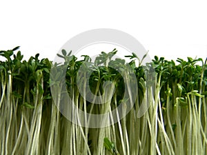 Cress forest