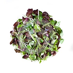 Cress / MÃÂ¢che Lettuce - Isolated on White Background photo