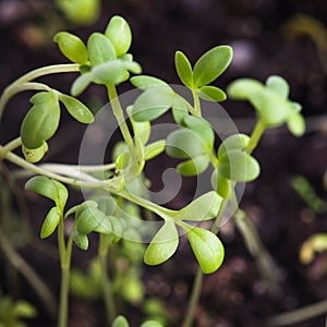 Cress salad growth