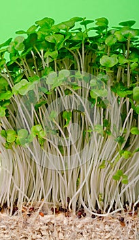 Cress salad young sprouts close up on green background selected focus