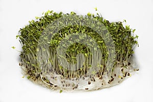 Cress sprouts photo