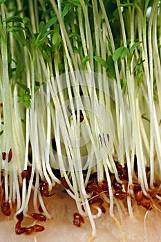 Cress sprouts photo