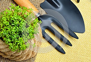 Cress sprouts with gardening tools.