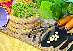 Cress sprouts with gardening tools.