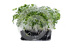 Cress on white