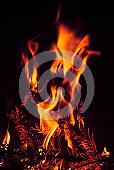 Crest of flame on burning wood in fireplace.