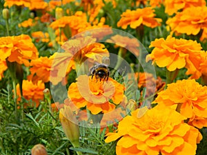 Cresta deep orange marigolds on a flowerbed with bumble bee. Orange marigolds flowers. Growing marigold tagetes patula photo