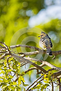 Crested Barbet