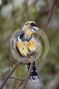 Crested Barbet photo