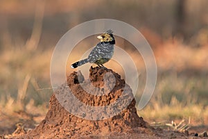 Crested barbet