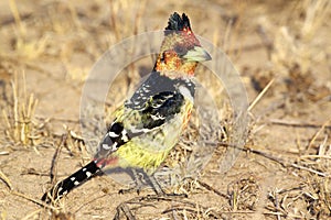 Crested Barbet