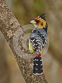 Crested Barbet photo