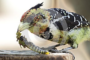 Crested Barbet eating locust photo