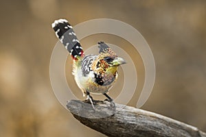 Crested Barbet in Kruger National park, South Africa