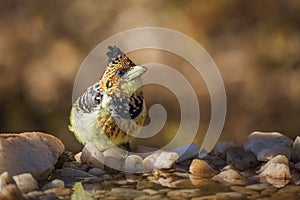 Crested Barbet in Kruger National park, South Africa