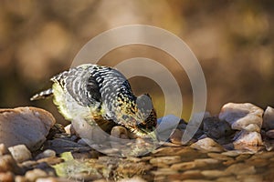 Crested Barbet in Kruger National park, South Africa