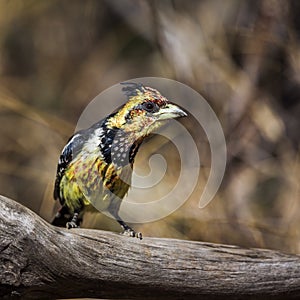 Crested Barbet in Kruger National park, South Africa