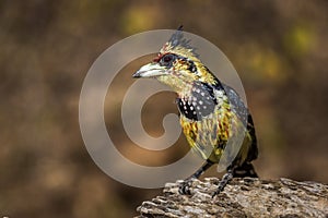 Crested Barbet in Kruger National park, South Africa