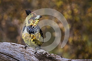 Crested Barbet in Kruger National park, South Africa