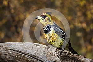 Crested Barbet in Kruger National park, South Africa