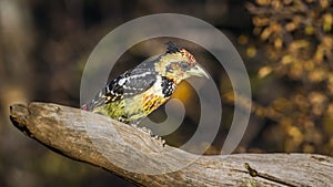 Crested Barbet in Kruger National park, South Africa