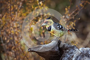 Crested Barbet in Kruger National park, South Africa