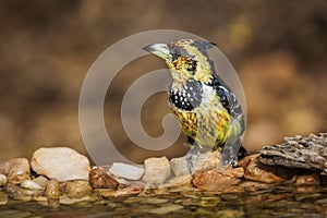 Crested Barbet in Kruger National park, South Africa