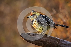 Crested Barbet in Kruger National park, South Africa